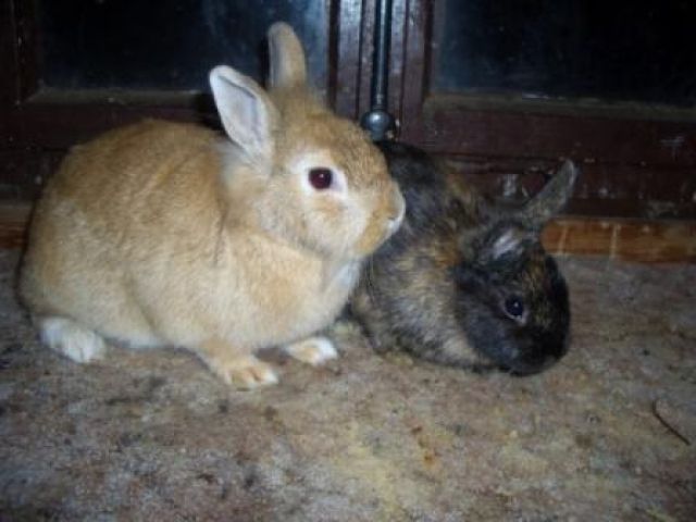 Löwenköpfchen und Farbenzwerg japanerfarbig, beide weiblich - Hasen Kaninchen - Villmar