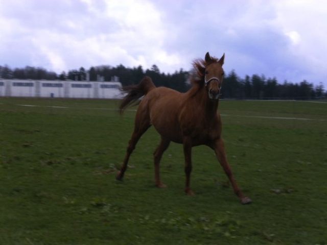 Suche Reitbeteiligung für 5-jährige englische Vollblutstute - Reitbeteiligung - Waldbrunn Strümpfelbrunn