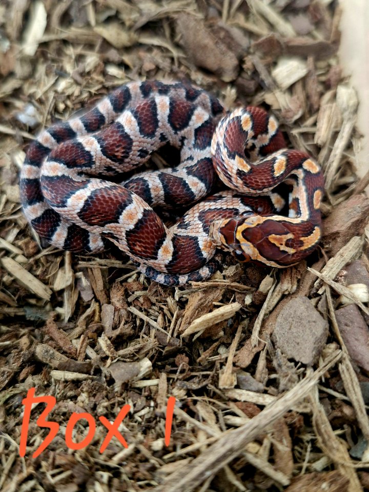 Kornatternachwuchs 2025 - Reptilien - Harzgerode