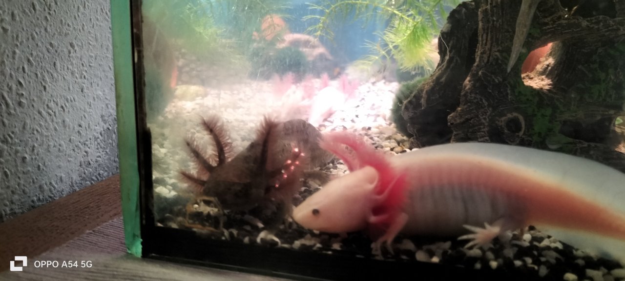 Junge Axolotl in verschiedenen Farben - Amphibien - Waldeck