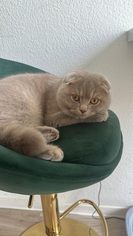 Kater Kater Kater Kater - Katzen - Berlin