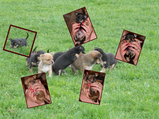 Chihuahuawelpen - Hunde - Burghausen