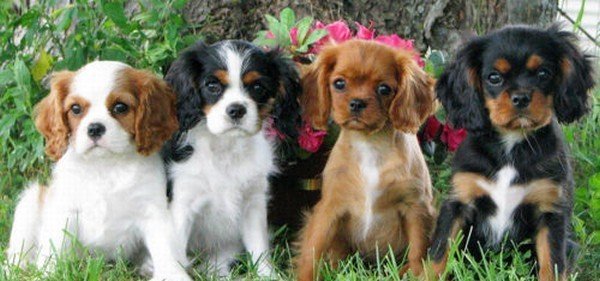 Reinrassige Cavalier King Charles Welpen - Hunde - Hamburg
