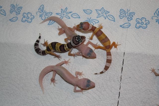 Leopardgecko Nachzuchten 09 abzugeben - Reptilien - Ellwangen