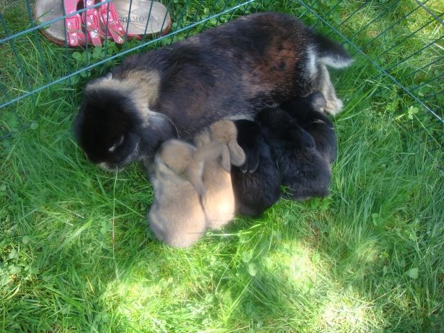 Zwergkaninchen Babys zum verkaufen - Nagetiere Allgemein - Erlangen