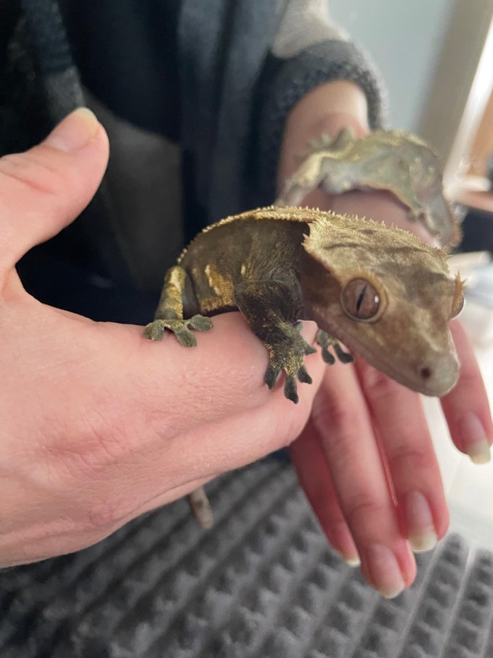 Zwei Kronengeckos , 2 Jahre alt, (m/w?) - Reptilien - Binsfeld