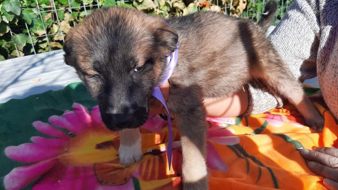 Lilly sucht ihr Glück - Hunde - Bad nenndorf