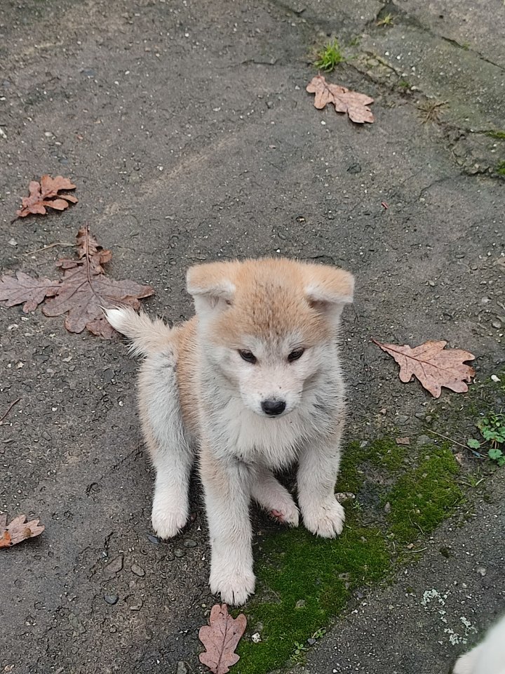 Akita Inu Welpen reinrassig - Hunde - Cloppenburg