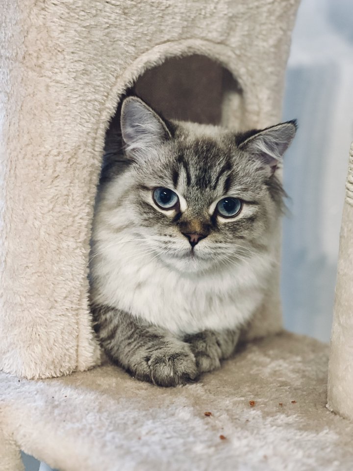 Deckkater Fury - Reinrassiger Dtsch Langhaar/German Angora sucht Damen - Katzen - Schönefeld