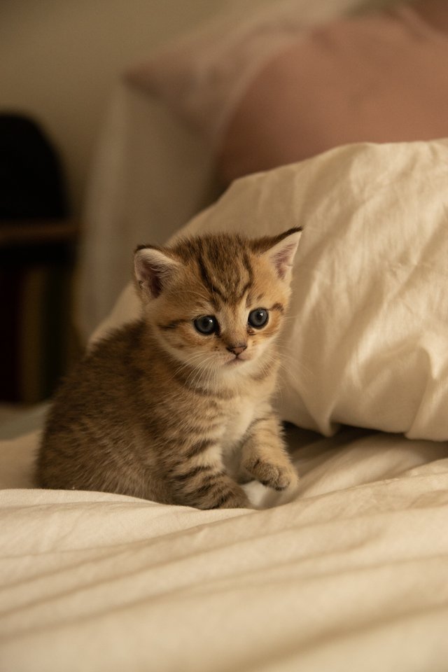 Süße BKH Kitten, British Kurzhaar Katzenbabys - Katzen - Hamburg