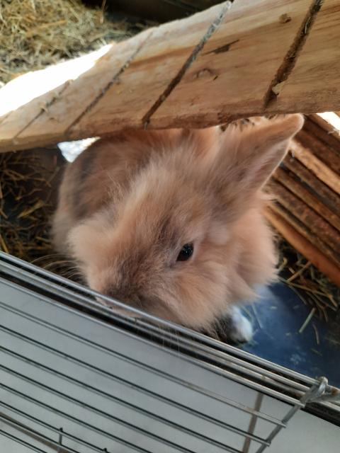 Löwenkopf Zwergkaninchen  - Hasen Kaninchen - Pirmasens