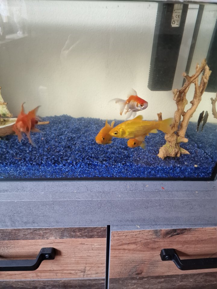 Goldfische zu verschenken - Fische - Bad staffelstein