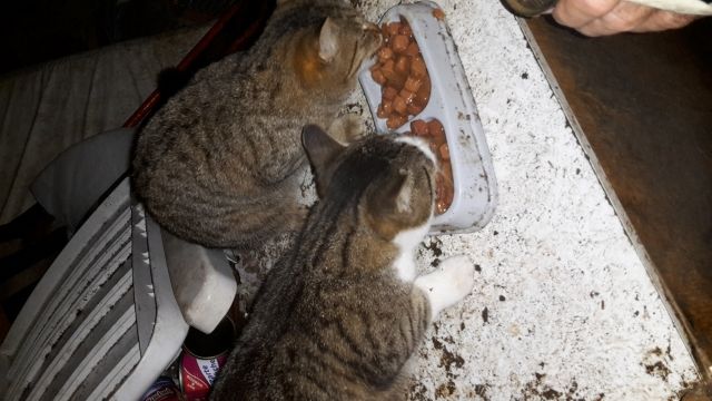 Jungkatzen leben derzeit draußen - suchen dringend ein warmes Zuhause - Tiere In Not - Nürnberg