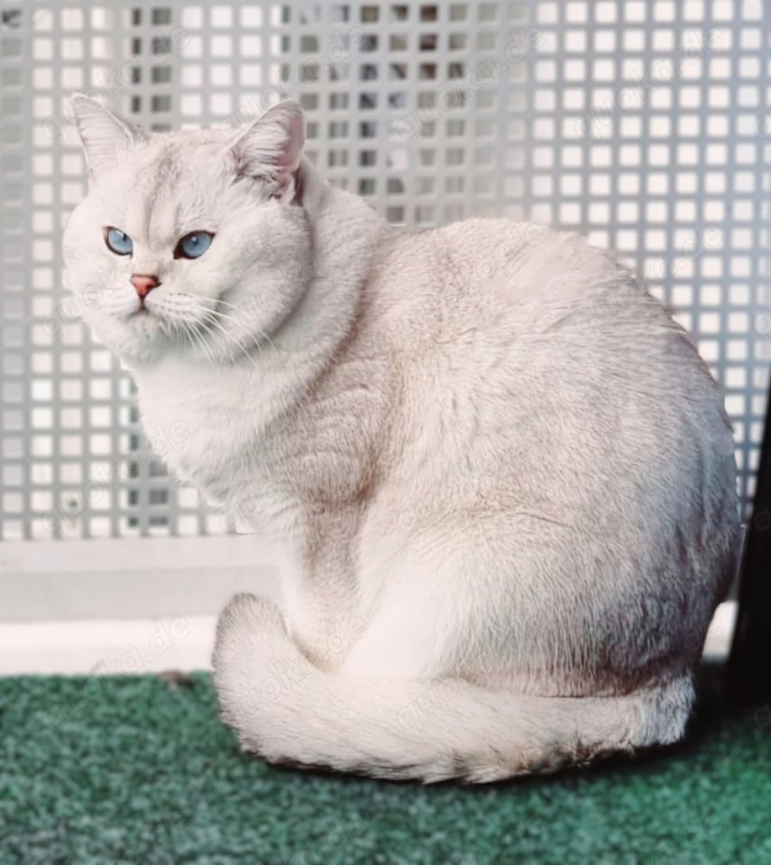 Deckkater Stammbaum blauen Augen BKH Farbe seal-silver-shaded-point ns 11-33 - Katzen - Baden-Baden