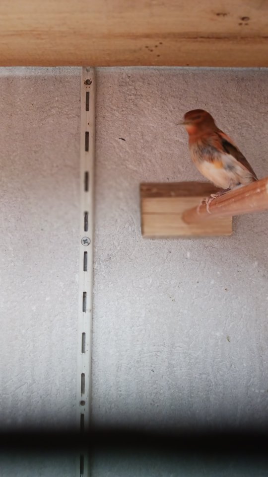 Kannarienvögel intensiv rot und Mosaik - Voegel - Warburg