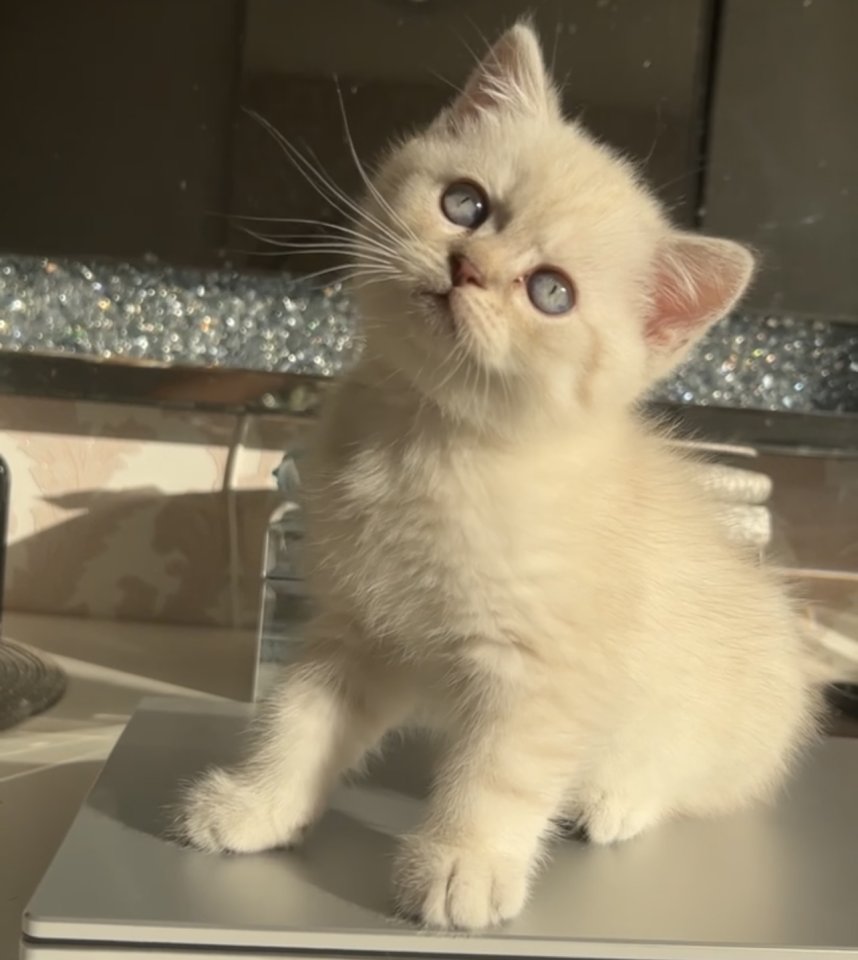 Bkh kitten  Kristall blauen Augen - Katzen - Essen