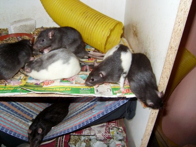 Rattenbabys - Ratten - Ebersbach an der Fils