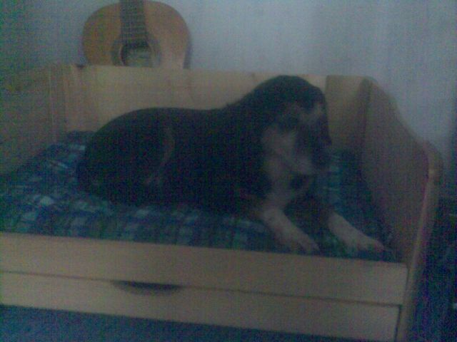 Hundebett, Holz mit Gästebett, inklusive Blau-grünem Kissen. - Zubehoer für Haustiere - Rehlingen-Siersburg