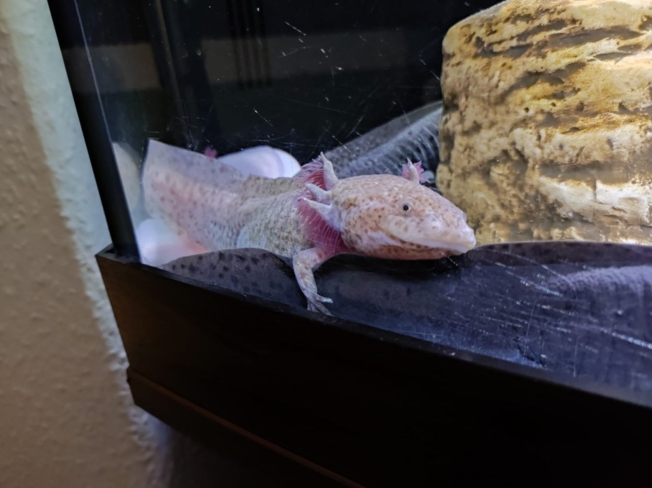 7 ausgewachsene Axolotl suchen dringend ein neues Zuhause - Amphibien - Leipzig