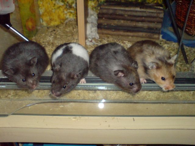 Junge Gold- und Teddyhamster abzugeben - Hamster - Hannover