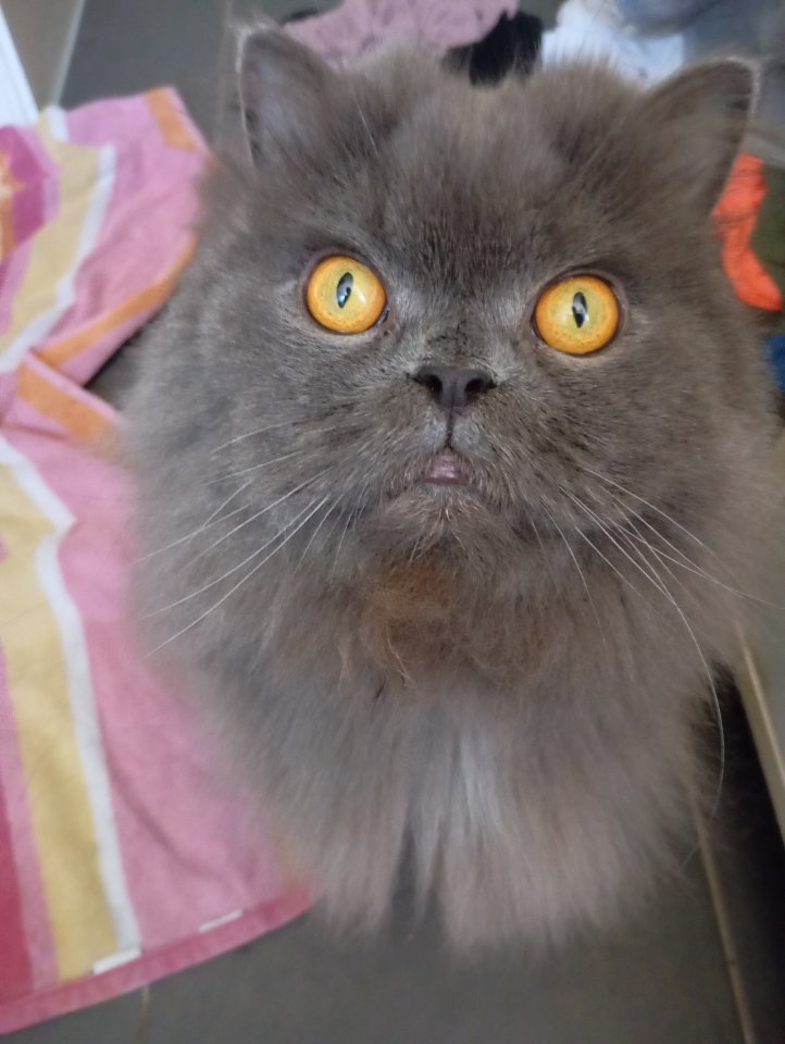 Perserkater sucht neues Zuhause - Katzen - Nauheim