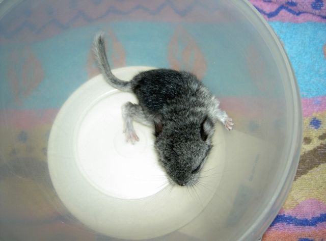 Chinchilla Ebony Mittel - Sonst Nagetiere - Lauf a. d. Pegnitz