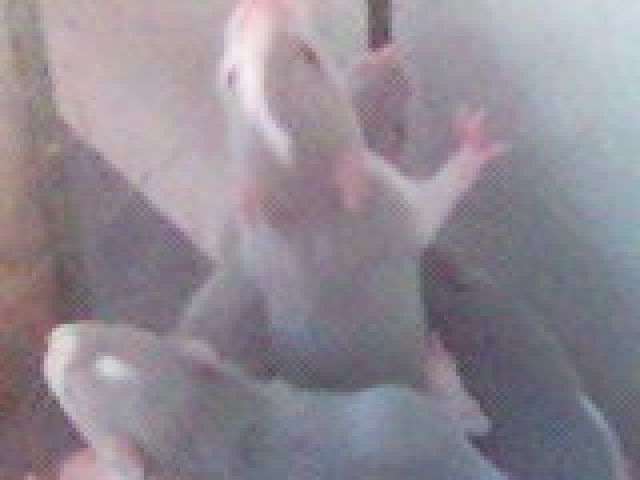 Verkaufen - Ratten - Viersen