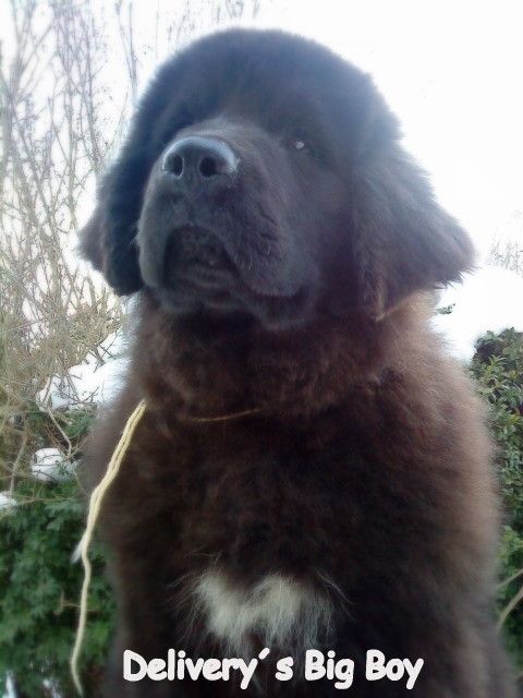 neufundl�nder dringend abzugeben