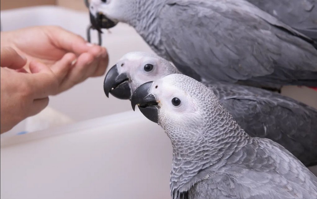 Superzahmer Graupapagei Babys - Voegel - Hannover Ahlem