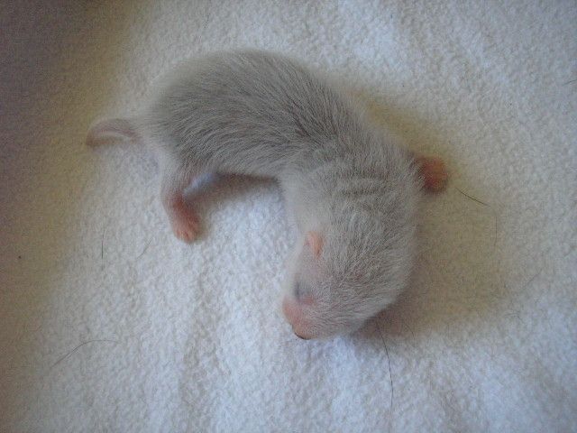 Süße Fähe sucht ab dem 14.06.08 neues zu Hause - Frettchen - Haan