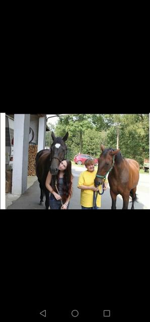 Mutter Tochter suchen reitbeteiligung  - Reitbeteiligung - Kürten