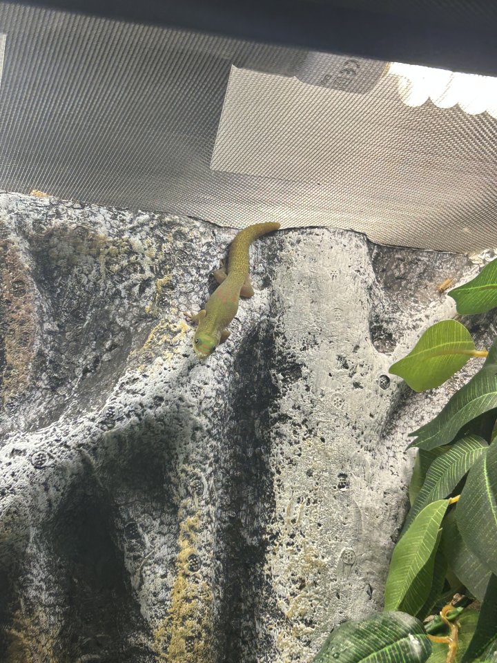 2 Blautaggeckos, 1 Goldstaubgecko - Reptilien - Rostock