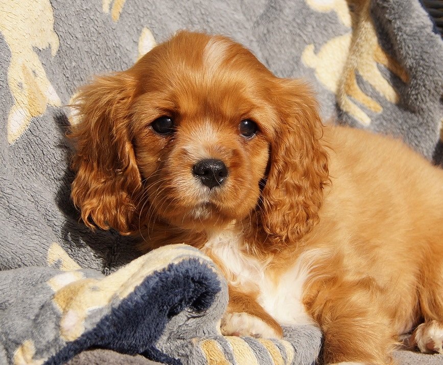 Reinrassige Cavalier King Charles Welpen - Hunde - München