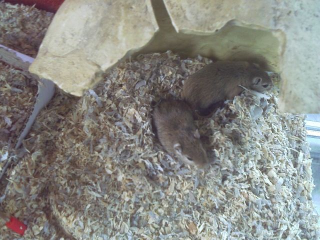 Wüstenrennmäuse suchen neues Zuhause - Maeuse - Bruchsal-Heidelsheim