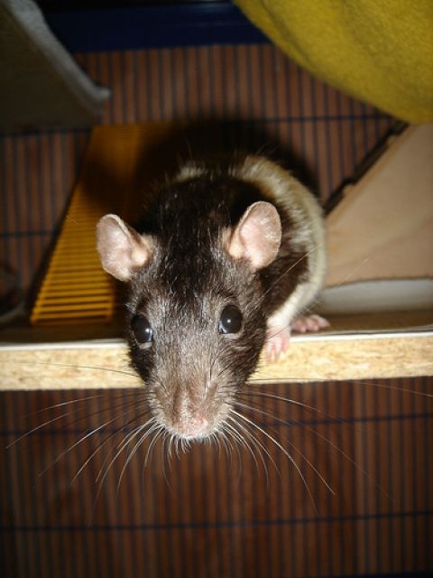 Notfallratten jeden Alters und Geschlechts zu vermitteln - Ratten - 