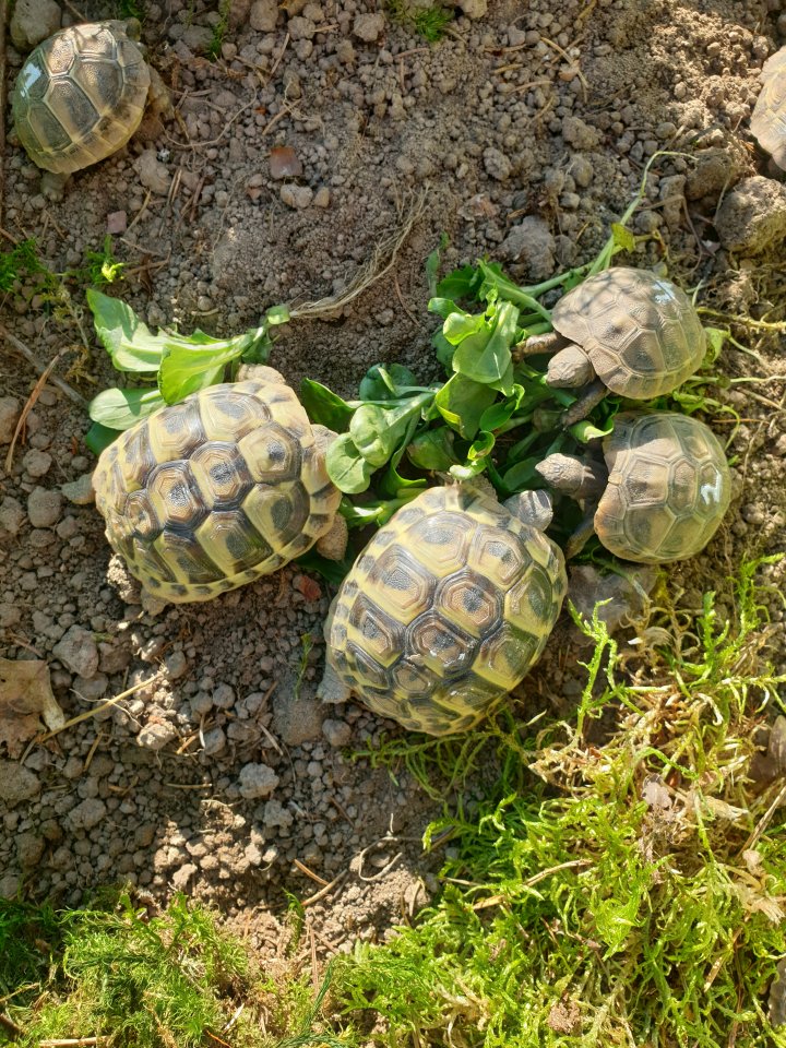 Griechische Landschildkröten 2025 - Reptilien - Kirchroth
