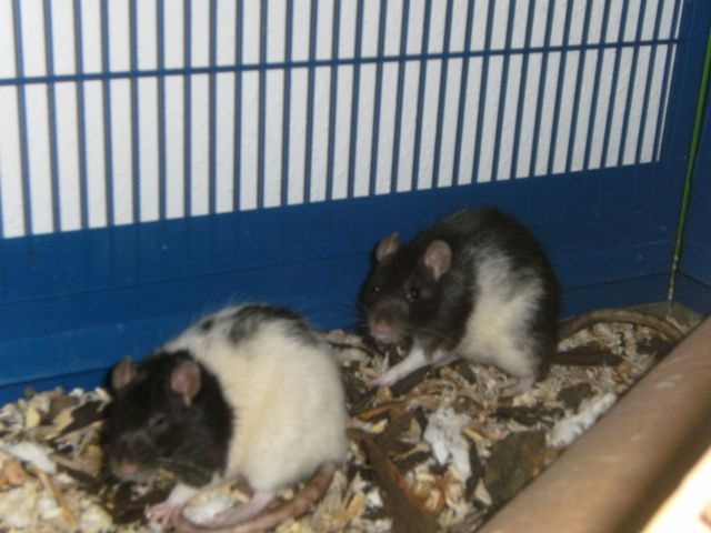 Biete 2 süße Ratten Damen mit Käfig - Ratten -  Mönchengladbach