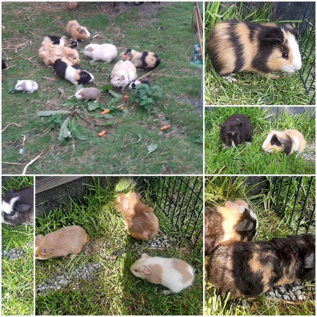 Cuy Riesenmeerschweinchen Lilac Rex männlich weiblich aus liebevoller optimaler  - Nagetiere Allgemein - Neustadt in Sachsen