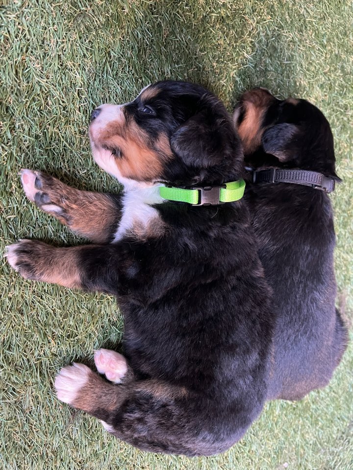 Berner Sennenhund Welpen - Hunde - Schleusingen
