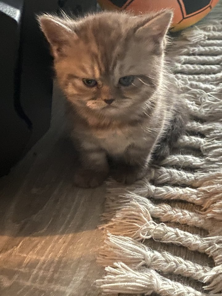 Bkh mix Kitten suchen ab sofort ihren neuen Dosenöffner - Katzen - Berlin