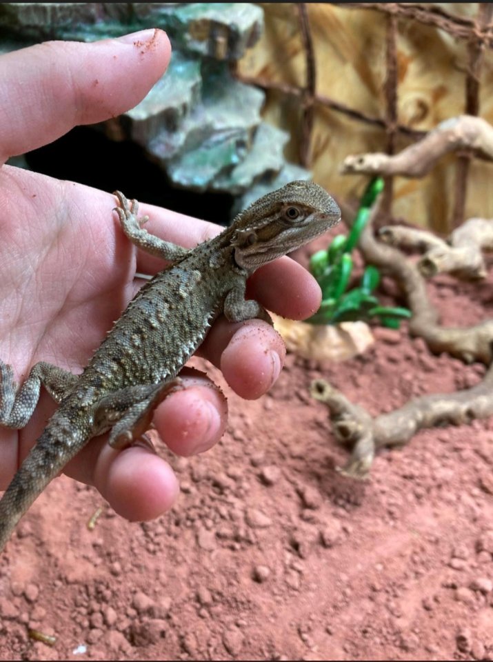 Zwergbartagame männlich - Reptilien - Tating