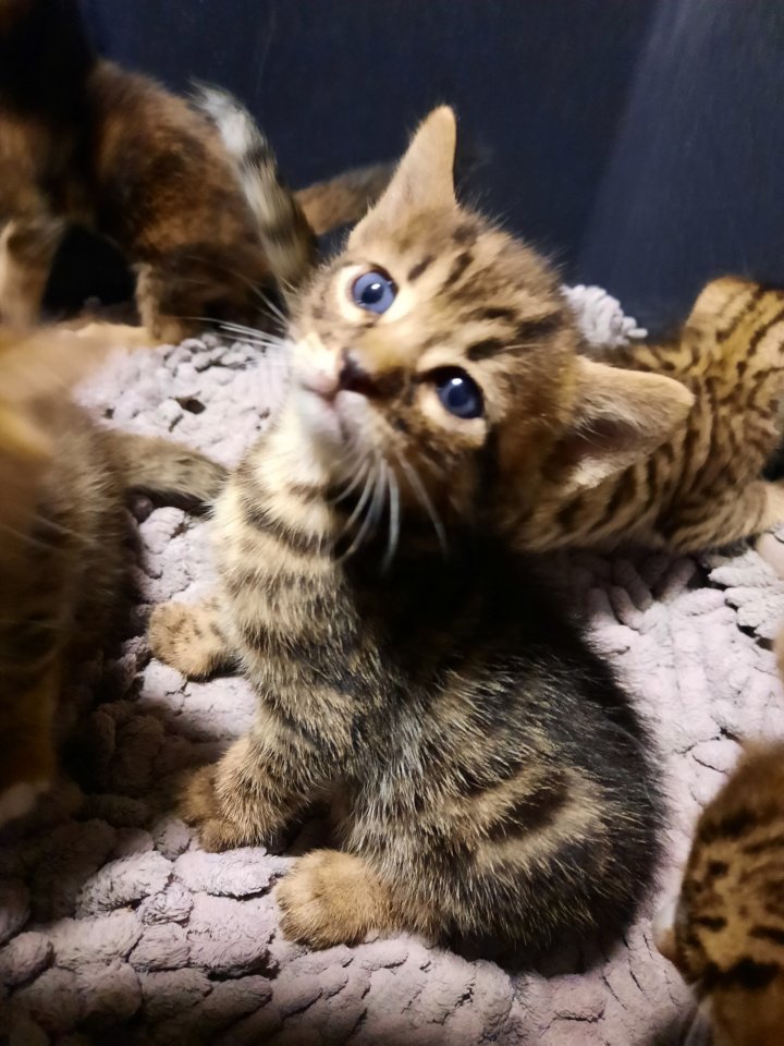 Reinrassige Bengal Kitten - Katzen - Vettweiß 