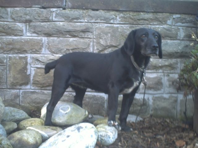  Labrador-Mischlingshündin  - Hunde - Krautscheid