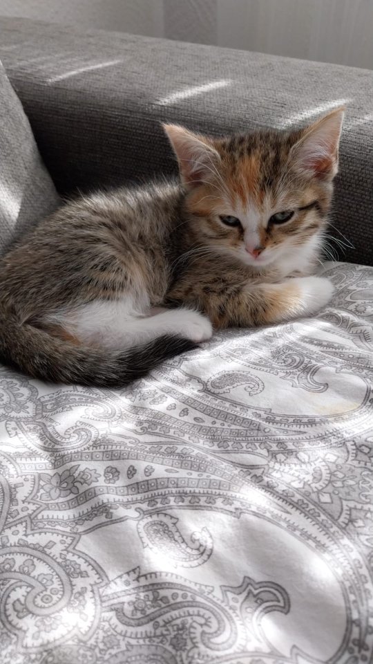Kitten 3 Monate alt suchen ein liebevolles zuhause - Katzen - Frechen