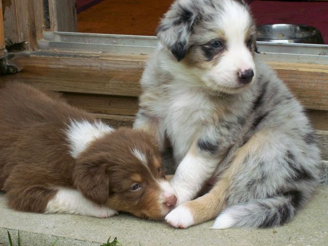 Australian Shepherd Welpen - Miniature Australian Shepherd Welpen (Mini Aussie ... / Dexter is a beautiful, extremely smart boy that is very loyal, loving, and affectionate to his immediate family.