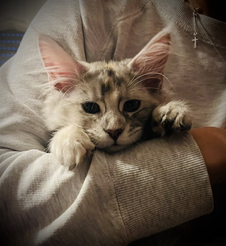 Maine Coon Kitten black silver torbie und red silver sehr hell mit Stammbaum - Katzen - Bad Bergzabern