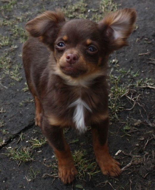 Chihuahuawelpe, chocolate and tan Langhaar - Hunde - Bad Freienwalde