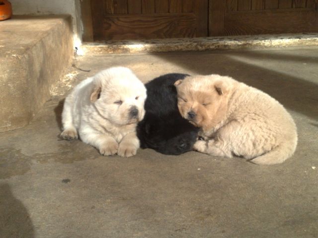 Chow Chow Welpe - Hündinn - zimtbraun Geb. 25.11.09 - Hunde - Düsseldorf