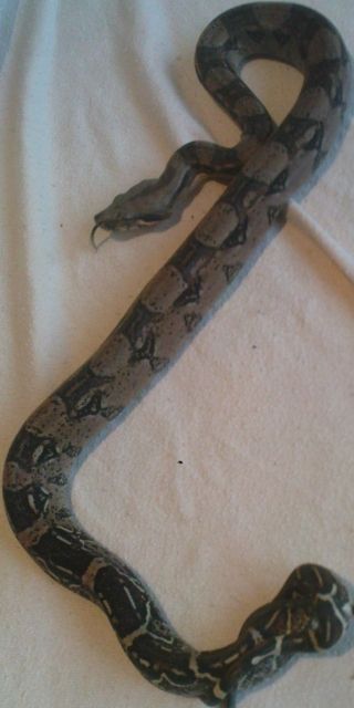 Verkaufe BOA C. het sharp Albino NZ 10!!!! - Reptilien - wittenberg