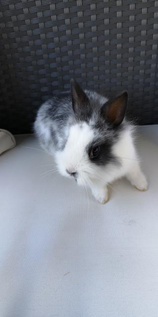 Farbenzwerge Mix - Hasen Kaninchen - Limburgerhof 